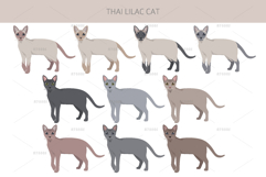 Thai Lilac cat Product Image 2