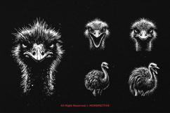 10 Bundle Dark Art Ostrich Bird Animal Savannah wild wings Product Image 5
