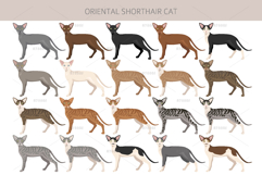 Oriental Shorthair cat Product Image 2