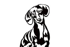 Dachsund dog/Dog Svg/Png/Jpg/Ai/Vector purebred breed/Pet Product Image 4