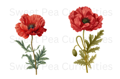 Poppy, flowers, Ephemera, PNG, Clipart Product Image 3