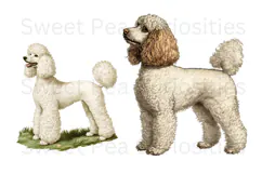 Poodle, Dogs, Ephemera, PNG, Clipart Product Image 3