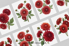15 Bundle Watercolor Red Dahlias Flower Blossom Bouquet Product Image 3