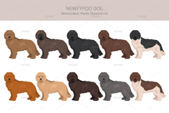 Newfypoo Newfoundland/Poodle mix Product Image 2