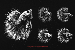 10 Bundle Dark Art Betta Fish Predator Fighting Fish Animal Product Image 5
