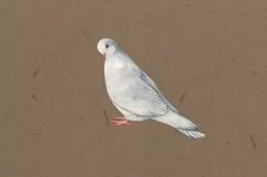 Love bird illustration, bird clipart PNG instant download Product Image 4