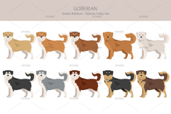 Goberian dog mix Product Image 2