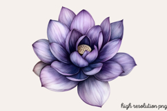 Spring Hyacinth Flower Clipart Bundle PNG Product Image 4