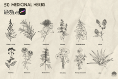Medicinal herbs Procreate stamp brushes Product Image 3