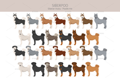 Siberpoo Siberian Husky Poodle mix Product Image 2