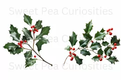 Christmas, Holly, Flowers, Ephemera, PNG, Clipart Product Image 3