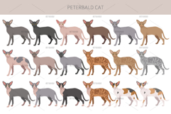 Peterbald cat Product Image 4