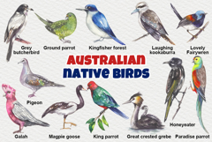 Australian native birds watercolor Product Image 3