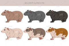 Baldwin Guinea Pig, Hairless Cavie Product Image 2
