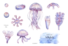 Watercolor Jellyfish Life Cycle Set Bundle Product Image 3