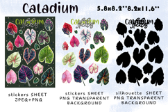 Caladium House Plants Stickers |Png/Jpeg Print and cut Product Image 2