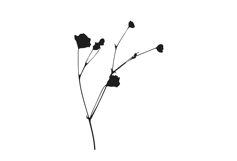 Botanical bundle - svg, png Product Image 6
