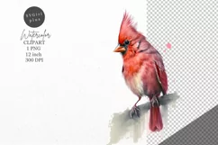 Christmas clipart, Cardinal clipart, Winter clipart Product Image 1