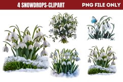 Snowdrops Clipart PNG PNG Product Image 1