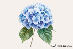 Hydrangea Watercolor Clipart PNG Product Image 1