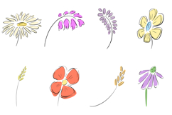 30 Wildflowers Flower Hand Drawn Illustration Spring Floral Product Image 3