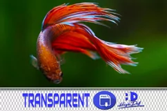 300 TROPICAL FISH TRANSPARENT PNG FILES, PHOTOSHOP OVERLAYS Product Image 1