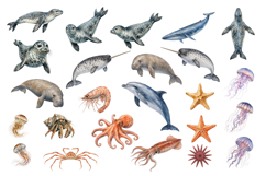 120 Realistic Ocean Animals Watercolor Clipart Set Product Image 6