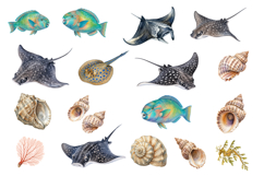 120 Realistic Ocean Animals Watercolor Clipart Set Product Image 5