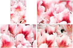 40 Pink Flower Blossom Photographs Close Up Product Image 6