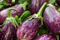 Fresh purple striped eggplants at market Product Image 1