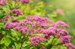 Stock Photo - Blooming pink spirea on a spring day close-up Product Image 1