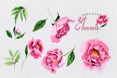 Pink Peonies Flavor of Love Watercolor png Product Image 8