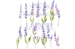 watercolor hand painted Lavender Clipart Product Image 3