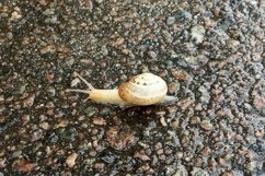 Big garden snail in shell crawling on wet road hurry home Product Image 21