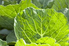 Cabbage foliage Product Image 1