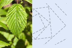 leaf raspberries Product Image 1