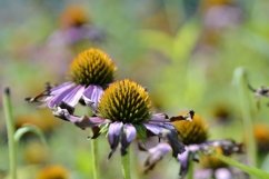 SET different blooming flowers with leaves in natural nature Product Image 6