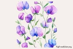 Sweet Pea Flower Watercolor Clipart PNG Product Image 1