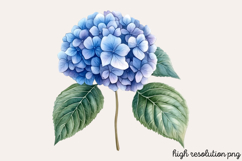 Hydrangea Watercolor Clipart PNG Product Image 1