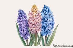 Spring Hyacinth Flower Clipart PNG Product Image 1
