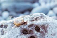 Small brown snail crawls on the gray stone Product Image 1