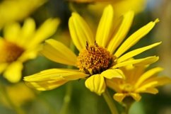 SET different blooming flowers with leaves in natural nature Product Image 27