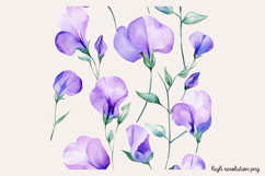 Sweet Pea Flower Watercolor Clipart PNG Product Image 1