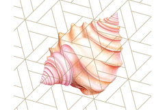 Natural Seashell Clipart PNG, Summer Nautical Beach Shell Product Image 4