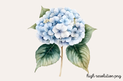 Hydrangea Watercolor Cliparts Bundle PNG Product Image 17