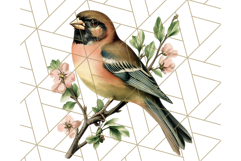 Vintage Song Bird Clipart PNG, Botanical Bird Art Clip Art Product Image 4