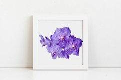 Blue orchid flowers - Volume 2 Product Image 5