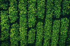 Green Leaves Background Wallpaper Product Image 1