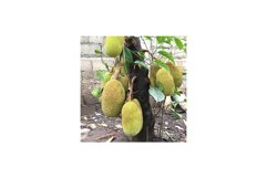 Unripe Jackfruit on Tree Product Image 1