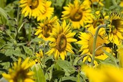 field annual sunflowers Product Image 1